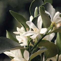 Chloé Chloé Naturelle Eau De Parfum - 30 Ml -Parfum Luxe Verkoopwinkel 1200x1200 86