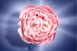 Lancôme La Vie Est Belle En Rose 50 Ml - Eau De Toilette - Damesparfum -Parfum Luxe Verkoopwinkel 1200x798