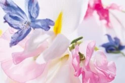 Dior Miss Vrouwen 50 Ml -Parfum Luxe Verkoopwinkel 1200x800 9